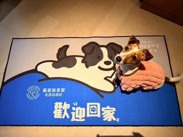 大溪笠復威斯汀寵物團 毛孩入住五星級飯店踩線驗收畫面